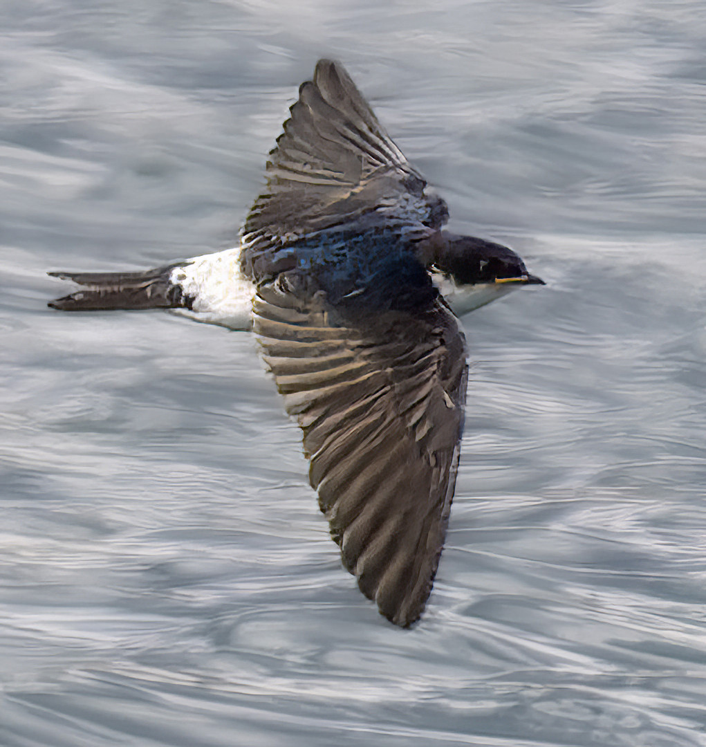 image Chilean Swallow